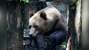 गजब की जालसाजी! भालू बनकर किया करोड़ों का इंश्योरेंस फ्रॉड, अब चक्की पीस रहे हैं आरोपी