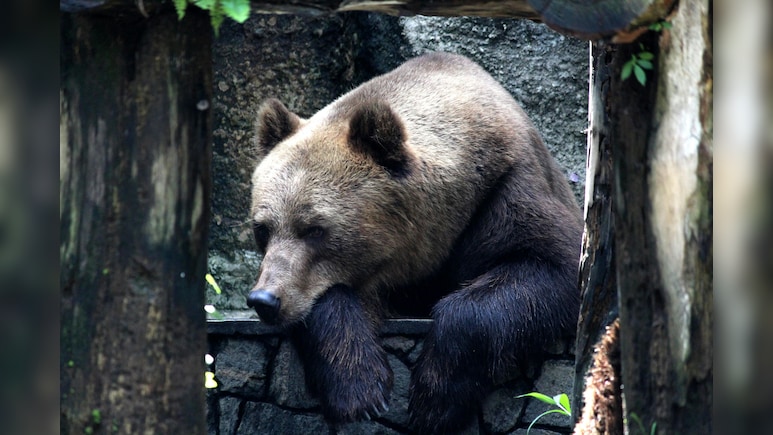गजब की जालसाजी! भालू बनकर किया करोड़ों का इंश्योरेंस फ्रॉड, अब चक्की पीस रहे हैं आरोपी