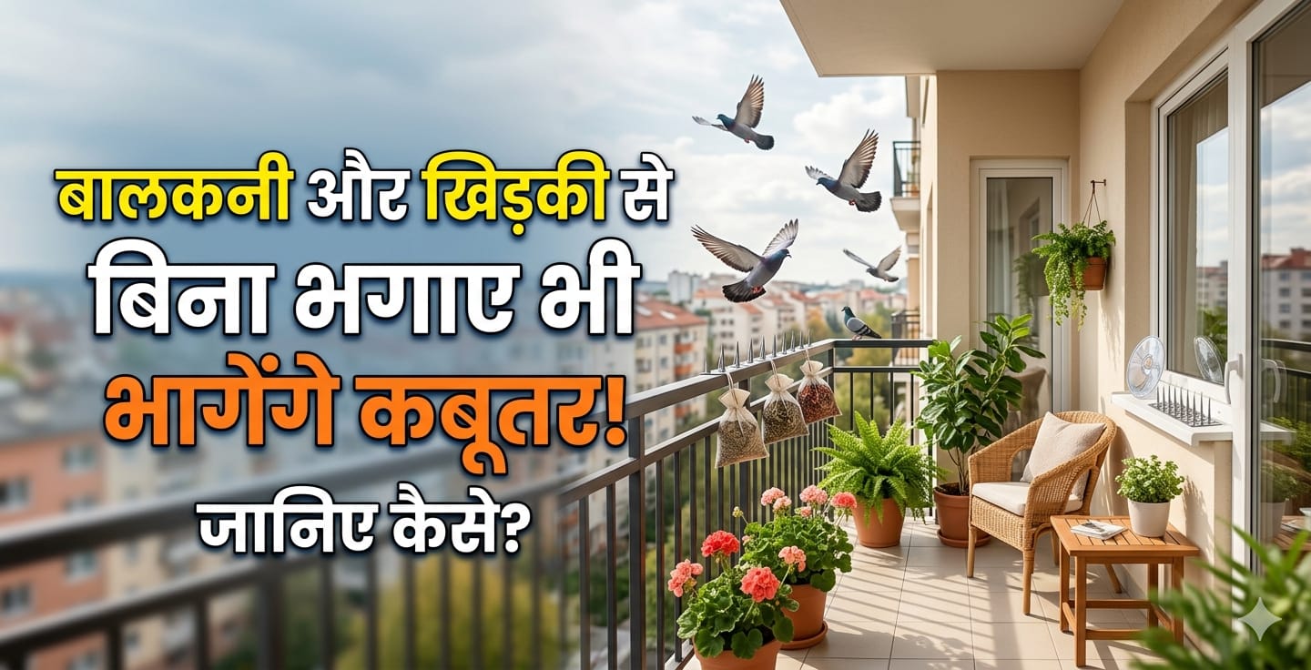 बालकनी-खिड़की पर कबूतरों का कब्जा? अपनाएं ये देसी जुगाड़, हमेशा के लिए Pigeons की एंट्री बंद!