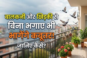 बालकनी-खिड़की पर कबूतरों का कब्जा? अपनाएं ये देसी जुगाड़, हमेशा के लिए Pigeons की एंट्री बंद!