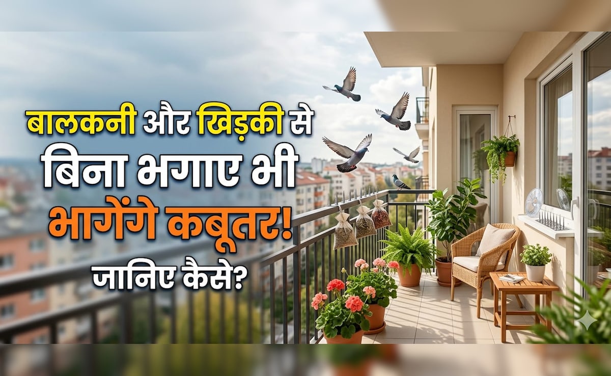 बालकनी-खिड़की पर कबूतरों का कब्जा? अपनाएं ये देसी जुगाड़, हमेशा के लिए Pigeons की एंट्री बंद!