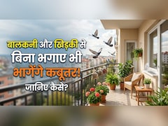 बालकनी-खिड़की पर कबूतरों का कब्जा? अपनाएं ये देसी जुगाड़, हमेशा के लिए Pigeons की एंट्री बंद!