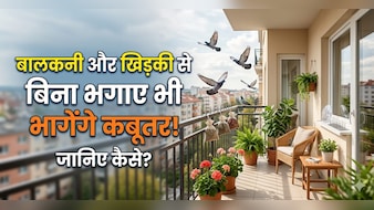 बालकनी-खिड़की पर कबूतरों का कब्जा? अपनाएं ये देसी जुगाड़, हमेशा के लिए Pigeons की एंट्री बंद!
