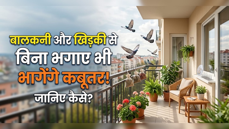 बालकनी-खिड़की पर कबूतरों का कब्जा? अपनाएं ये देसी जुगाड़, हमेशा के लिए Pigeons की एंट्री बंद!