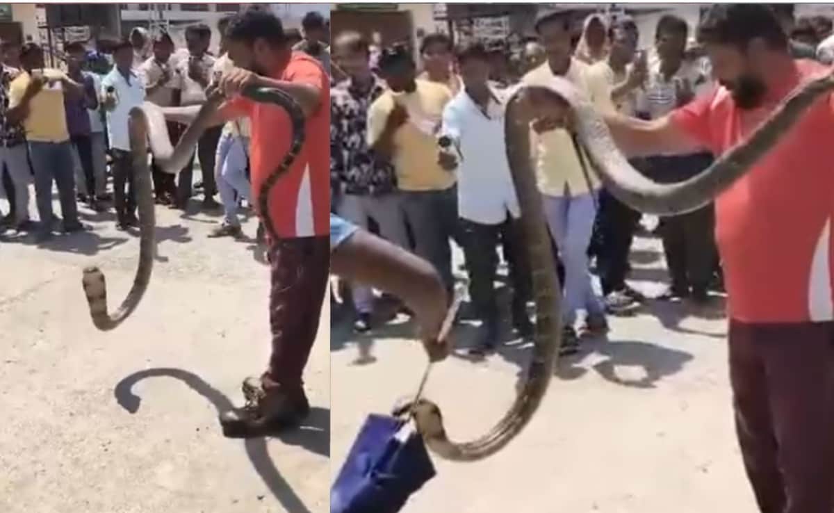 king cobra rescue: पोस्ट ऑफिस में घुसा 12 फुट लंबा किंग कोबरा, वीडियो में देखें इस खतरनाक रेस्क्यू का नजारा
