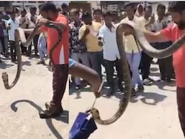 king cobra rescue:&nbsp;पोस्ट ऑफिस में घुसा 12 फुट लंबा किंग कोबरा, वीडियो में देखें इस खतरनाक रेस्क्यू का नजारा
