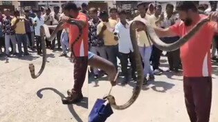 king cobra rescue:&nbsp;पोस्ट ऑफिस में घुसा 12 फुट लंबा किंग कोबरा, वीडियो में देखें इस खतरनाक रेस्क्यू का नजारा