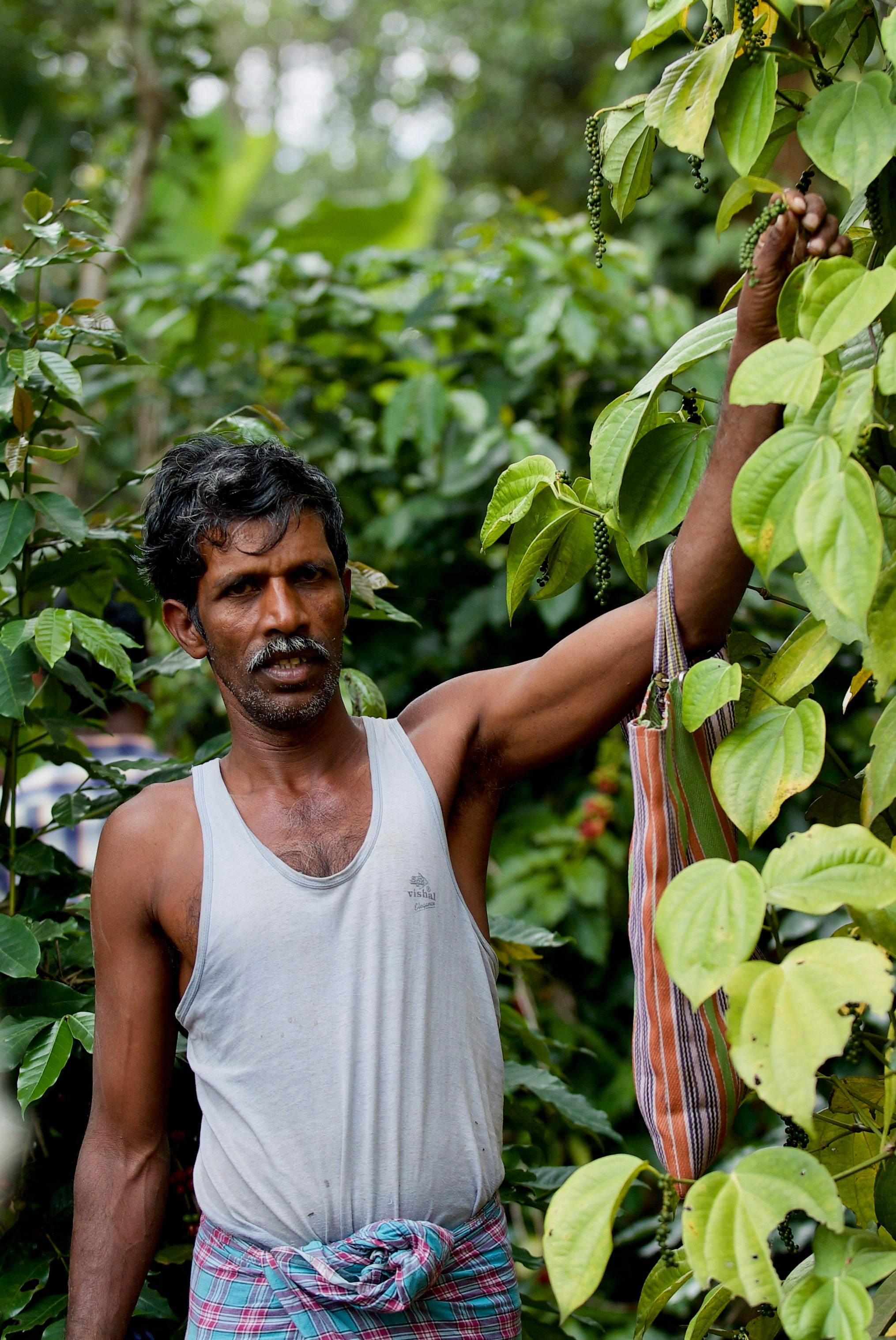 Indian coffee is largely produced by small farmers. Photo: Unsplash