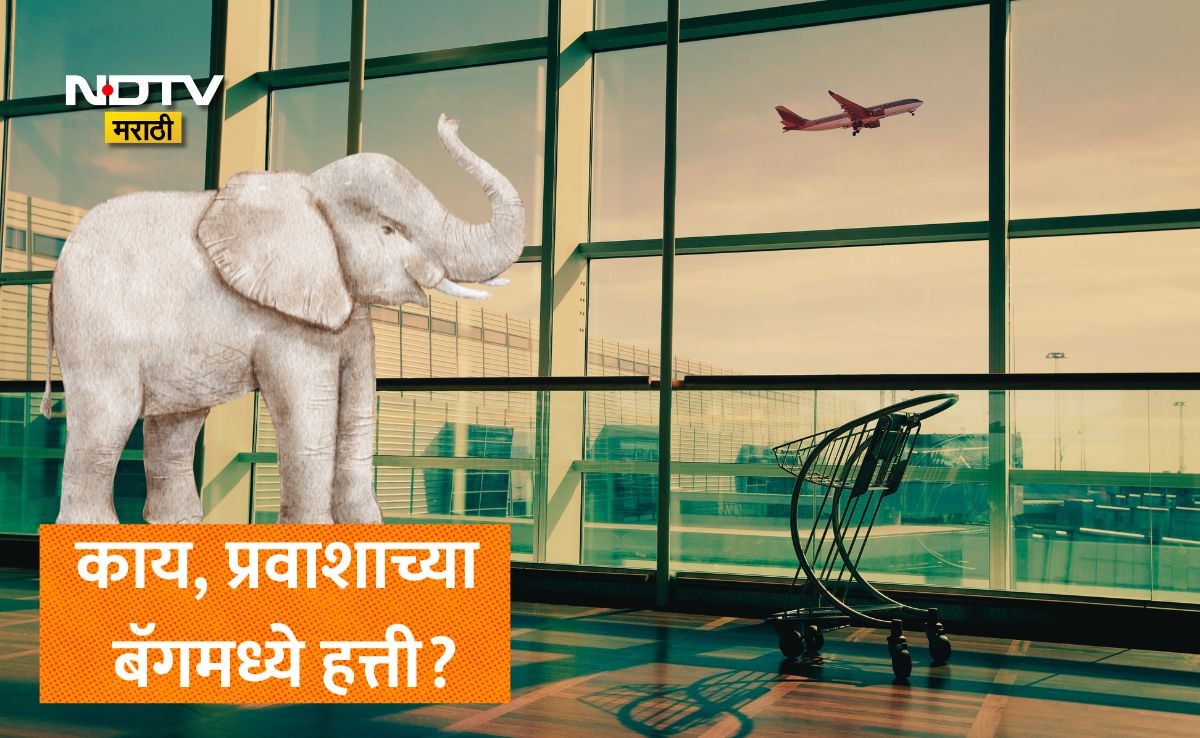 viral news airport scan finds elephant in passenger bag then what ...