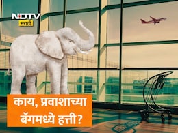 Viral News: तुमच्या बॅगमध्ये हत्ती आहे... विमानतळावर तपासणीवेळी प्रवाशाची बॅगची उघडली आणि सर्व सत्य आलं समोर