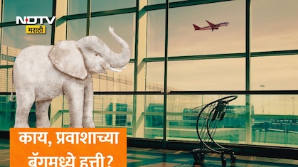 Viral News: तुमच्या बॅगमध्ये हत्ती आहे... विमानतळावर तपासणीवेळी प्रवाशाची बॅगची उघडली आणि सर्व सत्य आलं समोर