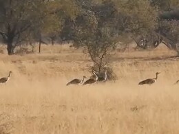गोडावण के लिए गेमचेंजर है 'आर्टिफिशियल इनसेमिनेशन' तकनीक,  3 नए चूजों के साथ 76 का हुआ कुनबा