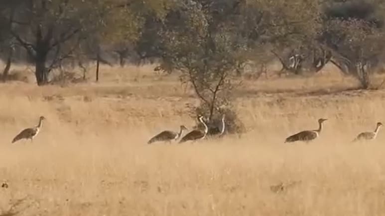 गोडावण के लिए गेमचेंजर है 'आर्टिफिशियल इनसेमिनेशन' तकनीक,  3 नए चूजों के साथ 76 का हुआ कुनबा
