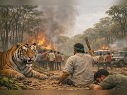 'मोगली' की धरती पर खूनी संघर्ष: MP में बाघ बढ़े,जंगल घटे और अब इंसान बन रहे शिकार