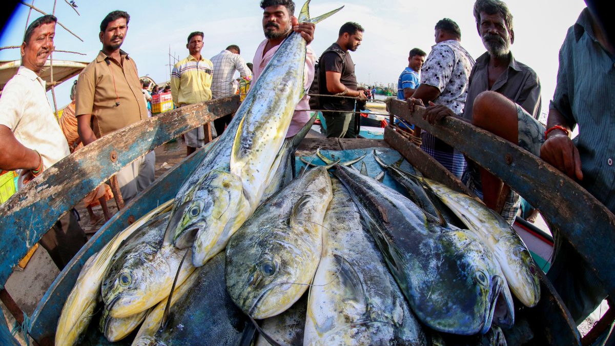 रवि किशन  ने कहा 'चार मई के बाद खाओ चार गुना मछली'&hellip; के इस चुनावी नारे के पीछे समझिए बंगाल का मछली प्रेम