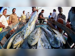 रवि किशन  ने कहा 'चार मई के बाद खाओ चार गुना मछली'… के इस चुनावी नारे के पीछे समझिए बंगाल का मछली प्रेम