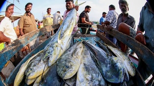 रवि किशन  ने कहा &lsquo;चार मई के बाद खाओ चार गुना मछली&rsquo;&hellip; के इस चुनावी नारे के पीछे समझिए बंगाल का मछली प्रेम