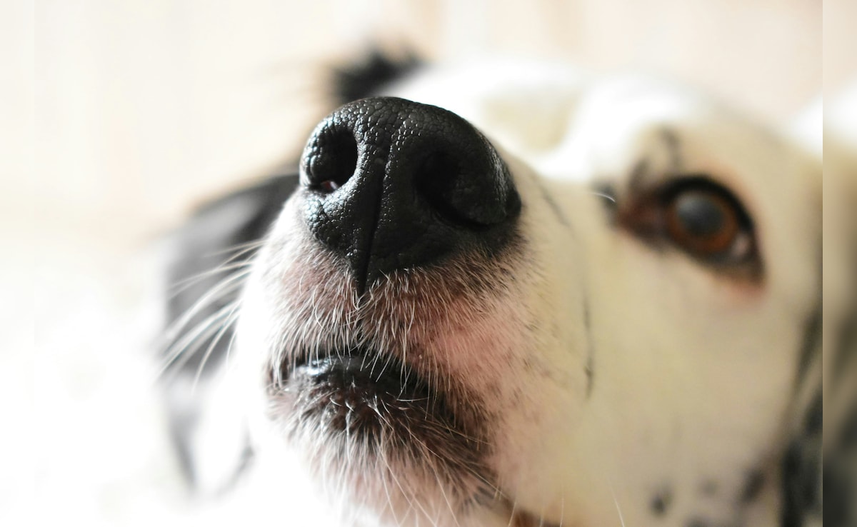The Dog That Can Save Your Life: Bengaluru's Dognosis Trains Canines To Detect Cancer From Breath