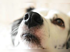 The Dog That Can Save Your Life: Bengaluru's Dognosis Trains Canines To Detect Cancer From Breath