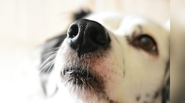 The Dog That Can Save Your Life: Bengaluru's Dognosis Trains Canines To Detect Cancer From Breath