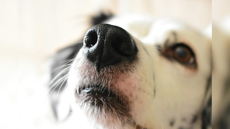 The Dog That Can Save Your Life: Bengaluru's Dognosis Trains Canines To Detect Cancer From Breath