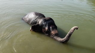 जयपुर में हाथियों को ख&zwj;िलाया जा रहा तरबूज और ककड़ी, पिलाया जा रहा सत्&zwj;तू और नार&zwj;ियल पानी