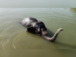 जयपुर में हाथियों को ख&zwj;िलाया जा रहा तरबूज और ककड़ी, पिलाया जा रहा सत्&zwj;तू और नार&zwj;ियल पानी&nbsp;