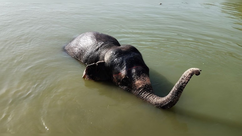 जयपुर में हाथियों को ख&zwj;िलाया जा रहा तरबूज और ककड़ी, पिलाया जा रहा सत्&zwj;तू और नार&zwj;ियल पानी&nbsp;