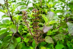 तुलसी ही नहीं, उसकी मंजरी में भी छिपे हैं सेहत के राज, सेवन से मिलते हैं जबरदस्त फायदे