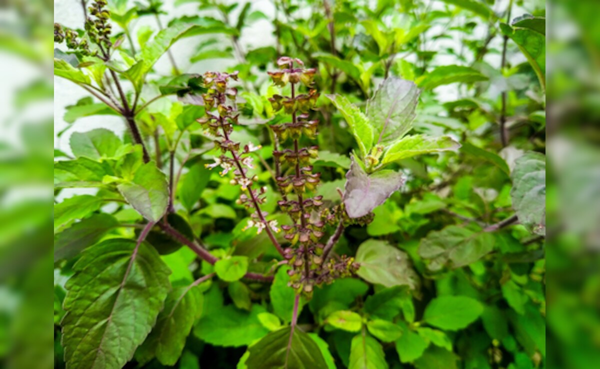 तुलसी ही नहीं, उसकी मंजरी में भी छिपे हैं सेहत के राज, सेवन से मिलते हैं जबरदस्त फायदे