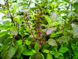 तुलसी ही नहीं, उसकी मंजरी में भी छिपे हैं सेहत के राज, सेवन से मिलते हैं जबरदस्त फायदे