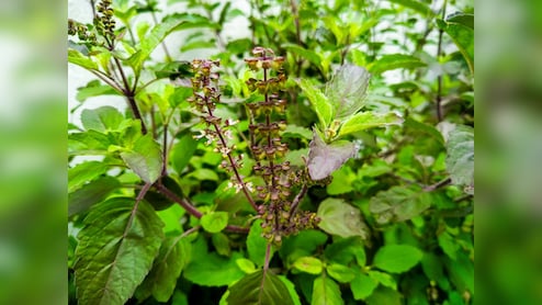 तुलसी ही नहीं, उसकी मंजरी में भी छिपे हैं सेहत के राज, सेवन से मिलते हैं जबरदस्त फायदे