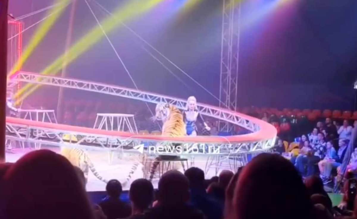 Russia Orders Criminal Probe After Circus Tiger Leaps Into Crowd, Sparks Panic | Watch Video