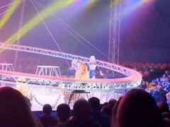 Russia Orders Criminal Probe After Circus Tiger Leaps Into Crowd, Sparks Panic | Watch Video