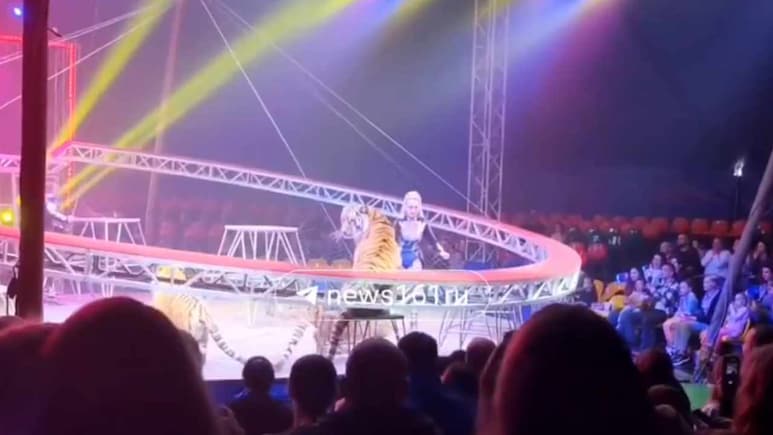 Russia Orders Criminal Probe After Circus Tiger Leaps Into Crowd, Sparks Panic | Watch Video