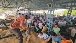 When AI Marks Wheat As <i>Chana</i>, Tomato, Madhya Pradesh Farmers Pay The Price