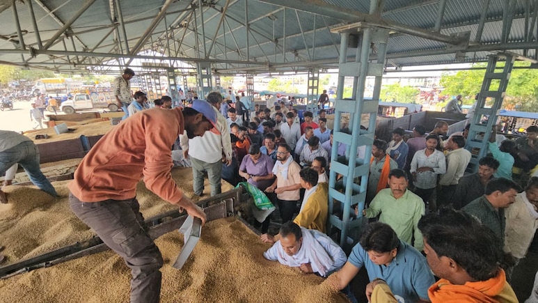 When AI Marks Wheat As <i>Chana</i>, Tomato, Madhya Pradesh Farmers Pay The Price