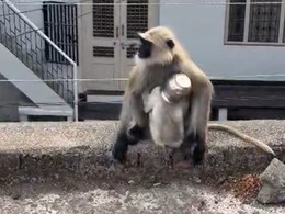 बंदर की जान पर संकट, गर्दन में फंसा स्टील का लोटा, 5 दिन से भूखा-प्यासा मां के साथ भटक रहा