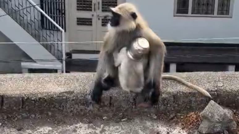 बंदर की जान पर संकट, गर्दन में फंसा स्टील का लोटा, 5 दिन से भूखा-प्यासा मां के साथ भटक रहा