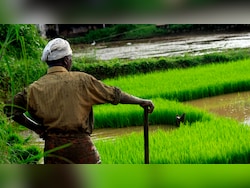 Cabinet Approves Increase In MSP For 14 Kharif Crops For 2026-27