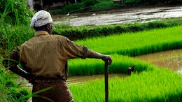 Cabinet Approves Increase In MSP For 14 Kharif Crops For 2026-27