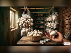 Business Idea: घर के खाली कमरे में उगाइए 'सफेद सोना'! शुरू करें मशरूम की खेती, हर महीने होगी ₹1 लाख तक की कमाई