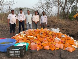 Pune FDA Raid: पुणेकरांनो, आमरस खाताना जरा जपून! 32,000 किलोचा साठा पाहून अधिकारी शॉक, नागरिकांच्या जिवाशी खेळ