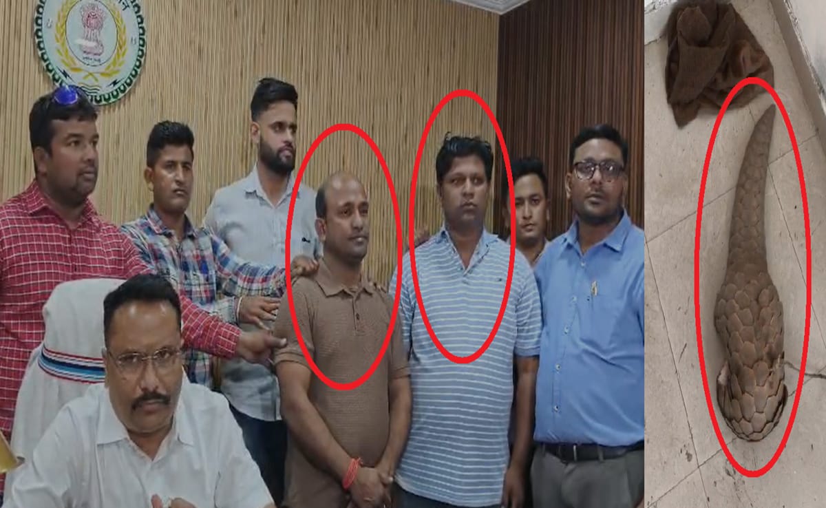 जिंदा पैंगोलिन तस्करी का भंडाफोड़; रायपुर में 50 करोड़ के सौदे की कोशिश नाकाम, दो तस्कर गिरफ्तार
