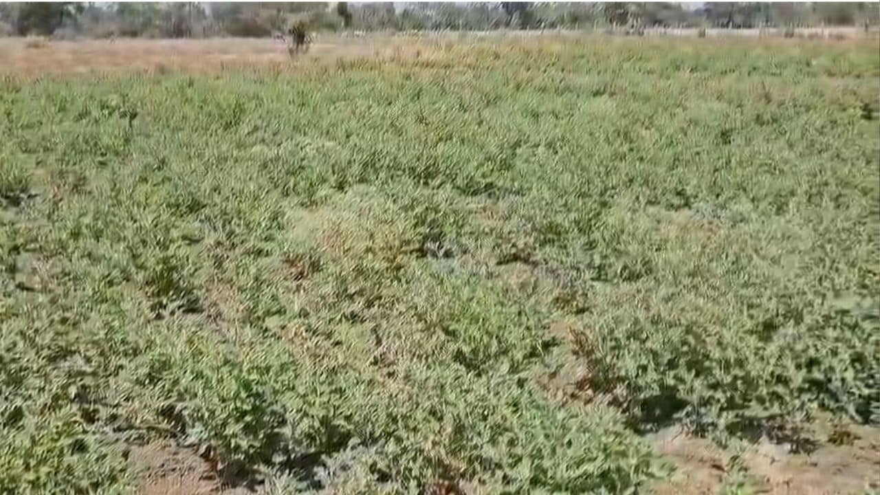 Farmer Success Story