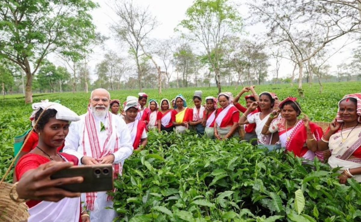 चाय पत्तियां तोड़ीं, सेल्फी खिंचाई...असम के चाय बागान में पीएम मोदी का दिखा अलग अंदाज