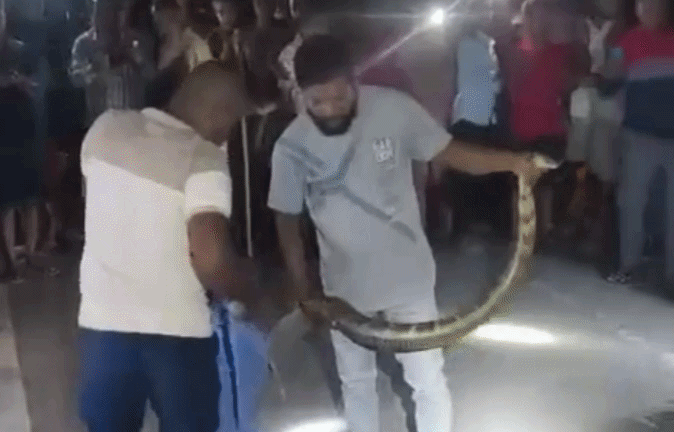 VIDEO: घर के पास मिला 12 फीट लंबा किंग कोबरा! देखते ही सहम गए लोग&nbsp;