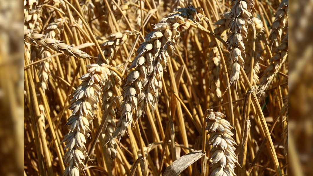 UP Govt Allows Farmers To Sell Wheat At MSP Without Online Registration