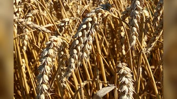 UP Govt Allows Farmers To Sell Wheat At MSP Without Online Registration