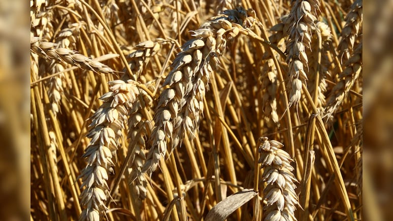 UP Govt Allows Farmers To Sell Wheat At MSP Without Online Registration